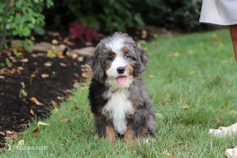Whyatt – Miniature Bernedoodle puppy for sale in Dundee, OH