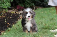 Whyatt, a male Miniature Bernedoodle for sale in Dundee, OH – 1 of 10