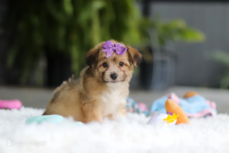 Bambi – Miniature Australian Shepherd, Havachon puppy for sale in Dundee, OH