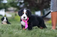 Juliette, a female Bernese Mountain Dog for sale in Dundee, OH – 8 of 10