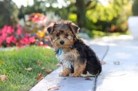 Winston, a male Yorkipoo for sale in Dundee, OH – 3 of 10