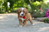 Harley, a male Cavapoo for sale in Dundee, OH – 2 of 8
