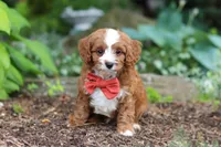 Champ, a male Cavapoo for sale in Dundee, OH – 3 of 8