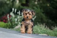 Beckham, a male Yorkipoo for sale in Dundee, OH – 5 of 10