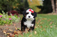 Miley, a female Miniature Bernedoodle for sale in Dundee, OH – 8 of 9