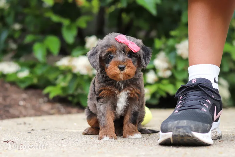 Kylie – Cavapoo puppy for sale in Dundee, OH