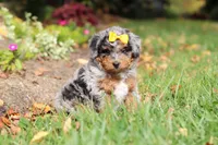 Billie, a female Miniature Bernedoodle for sale in Dundee, OH – 7 of 10