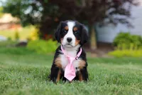 Zara, a female Bernese Mountain Dog for sale in Dundee, OH – 3 of 10