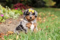 Billie, a female Miniature Bernedoodle for sale in Dundee, OH – 3 of 10