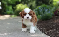 Oscar, a male Cavapoo for sale in Dundee, OH – 3 of 8