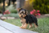 Tucker, a male Yorkipoo for sale in Dundee, OH – 6 of 10