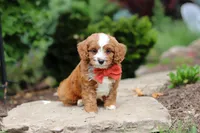 Champ, a male Cavapoo for sale in Dundee, OH – 2 of 8