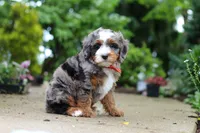 Brody, a male Miniature Bernedoodle for sale in Dundee, OH – 5 of 7