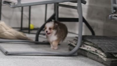 Scout, a male Miniature Australian Shepherd and Havachon for sale in Dundee, OH – 10 of 10