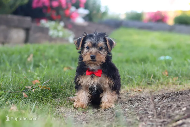 Romeo – Yorkipoo puppy for sale in Dundee, OH