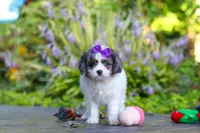 Katie, a female Cavapoo for sale in Dundee, OH – 2 of 10