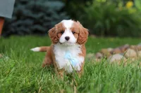 Cody, a male Cavapoo for sale in Dundee, OH – 9 of 9