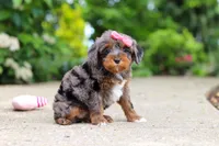 Kylie, a female Cavapoo for sale in Dundee, OH – 6 of 8