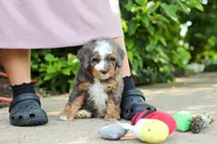 Bentley, a male Miniature Bernedoodle for sale in Dundee, OH – 8 of 10