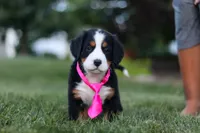 Juliette, a female Bernese Mountain Dog for sale in Dundee, OH – 5 of 10