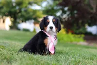 Zara, a female Bernese Mountain Dog for sale in Dundee, OH – 2 of 10
