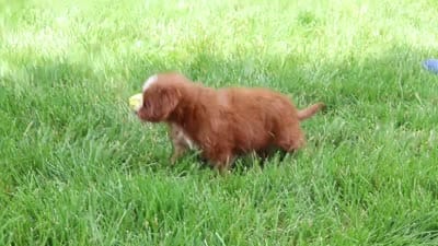 Summer, a female Cavapoo for sale in Dundee, OH – 8 of 8