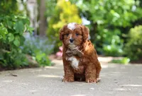 Theo, a male Cavapoo for sale in Dundee, OH – 7 of 9