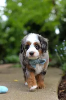 Zeke, a male Miniature Bernedoodle for sale in Dundee, OH – 2 of 7