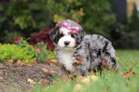 Zendaya, a female Miniature Bernedoodle for sale in Dundee, OH – 3 of 6