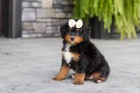 Dolly, a female Miniature Bernedoodle for sale in Dundee, OH – 9 of 10