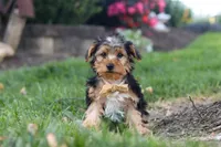 Myles, a male Yorkipoo for sale in Dundee, OH – 1 of 9