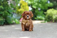 George, a male Cavalier King Charles Spaniel for sale in Dundee, OH – 4 of 10