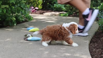 Oscar, a male Cavapoo for sale in Dundee, OH – 8 of 8