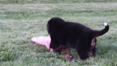 Denali, a male Bernese Mountain Dog for sale in Dundee, OH – 10 of 10