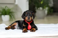 processed/8740080d-3976-4f8b-bc43-7e9c2d2c5623/listing/99ee52a7-c1c5-4c1c-9793-7a5d8ccdc78d/66f4022f-3102-4f02-8238-360e774df733