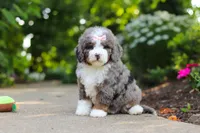 Remi, a female Miniature Bernedoodle for sale in Dundee, OH – 4 of 5