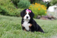 Heidi, a female Bernese Mountain Dog for sale in Dundee, OH – 6 of 6