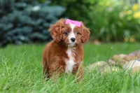 Summer, a female Cavapoo for sale in Dundee, OH – 4 of 8