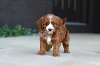 Kobe, a male Cavapoo for sale in Dundee, OH – Photo 4 of 9