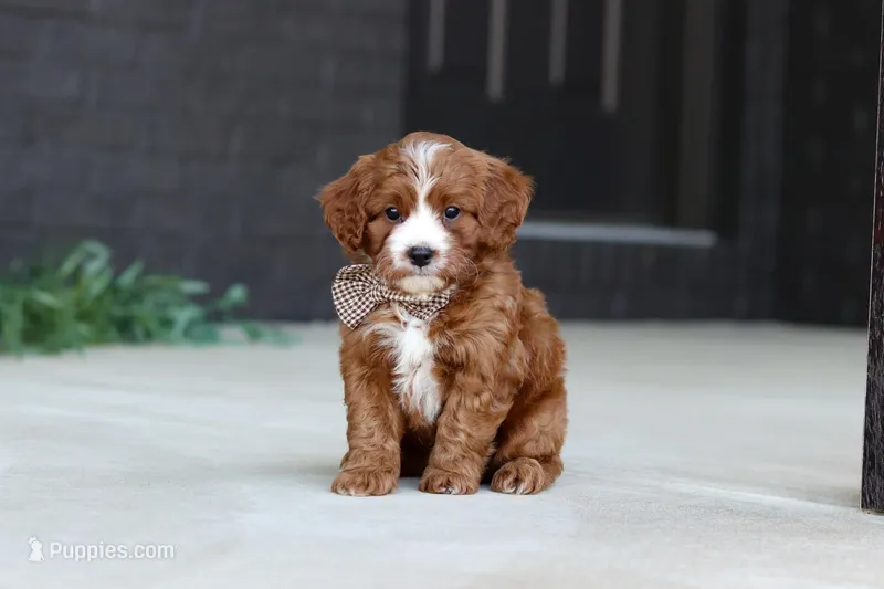 Kobe – Cavapoo puppy for sale in Dundee, OH