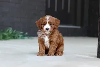 Kobe, a male Cavapoo for sale in Dundee, OH – Photo 1 of 9