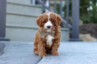 Kobe, a male Cavapoo for sale in Dundee, OH – Photo 8 of 9