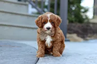 Kobe, a male Cavapoo for sale in Dundee, OH – Photo 7 of 9