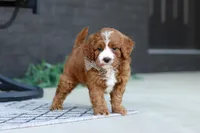 Kobe, a male Cavapoo for sale in Dundee, OH – Photo 3 of 9