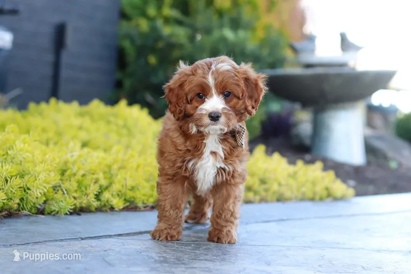 Kobe – Cavapoo puppy for sale in Dundee, OH