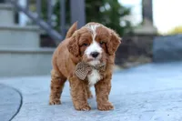 Kobe, a male Cavapoo for sale in Dundee, OH – Photo 5 of 9