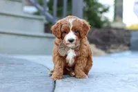 Kobe, a male Cavapoo for sale in Dundee, OH – Photo 6 of 9