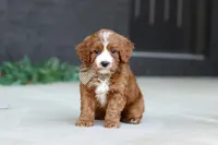 Kobe, a male Cavapoo for sale in Dundee, OH – Photo 2 of 9