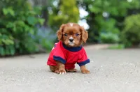 George, a male Cavalier King Charles Spaniel for sale in Dundee, OH – 2 of 10