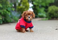 George, a male Cavalier King Charles Spaniel for sale in Dundee, OH – 10 of 10